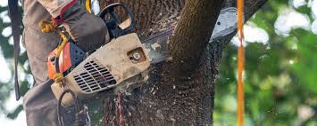 Best Soil Testing and Treatment  in Carle Place, NY
