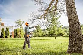 Best Tree Removal  in Carle Place, NY