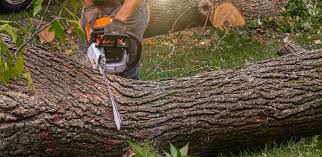 Best Commercial Tree Services  in Carle Place, NY