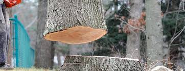 Best Tree Health Inspection  in Carle Place, NY