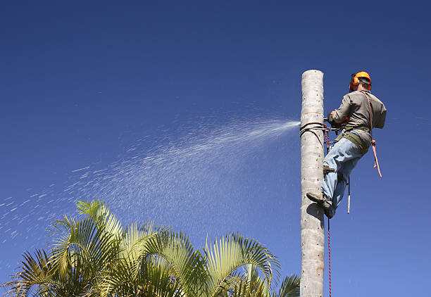  Carle Place, NY Tree Care Pros