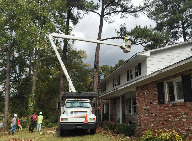 Best Tree Risk Assessment  in Carle Place, NY