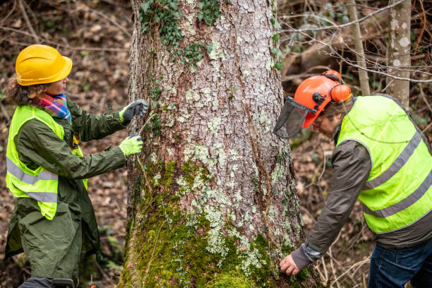 Best Hazardous Tree Removal  in Carle Place, NY
