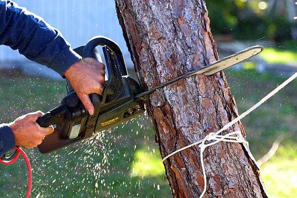 How Our Tree Care Process Works  in  Carle Place, NY