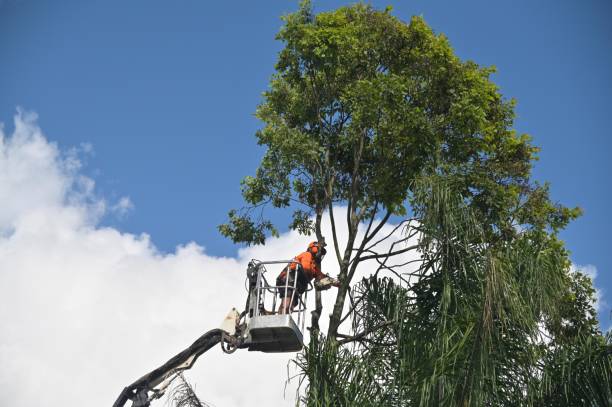 Pest Control for Lawns in Carle Place, NY