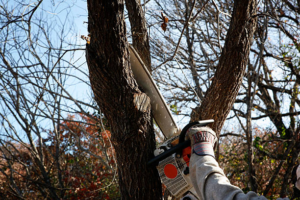 Best Lawn Disease Treatment  in Carle Place, NY