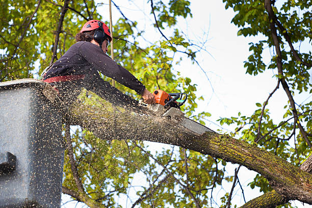 Best Tree and Shrub Care  in Carle Place, NY