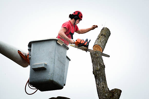 Best Tree Preservation Services  in Carle Place, NY