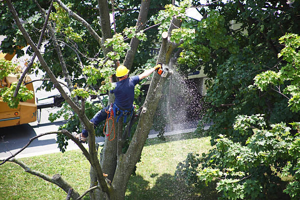 Best Storm Damage Tree Cleanup  in Carle Place, NY