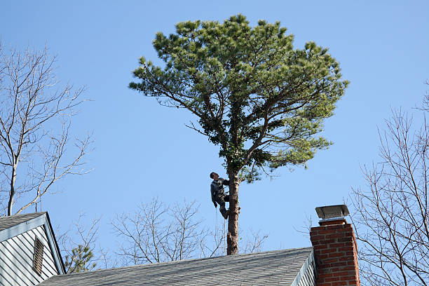 Professional Tree Care in Carle Place, NY
