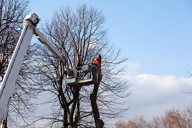 Best Fruit Tree Pruning  in Carle Place, NY