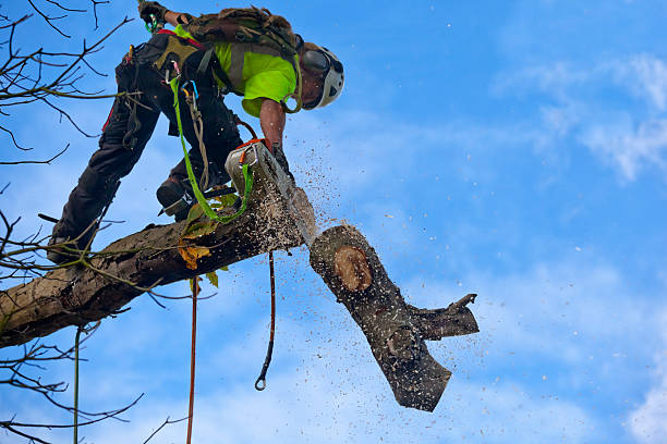 Best Firewood Processing and Delivery  in Carle Place, NY